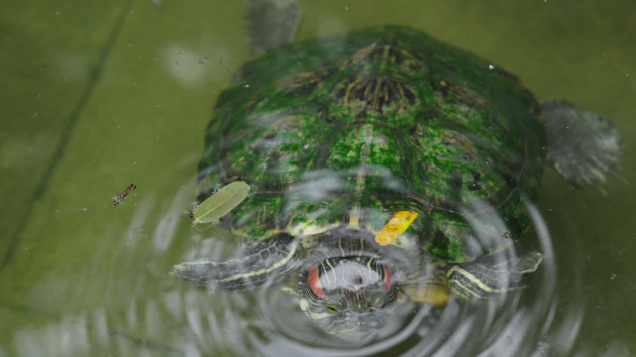 수영하는 은 귀 슬라이더 (trachemys scripta elegans) 는 뒷면에 잎이 있는 해조류 모스 물을 가로질러 헤엄친다.