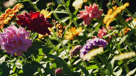 vibrant garden flowers in full bloom, captured in a close-up, low-angle shot