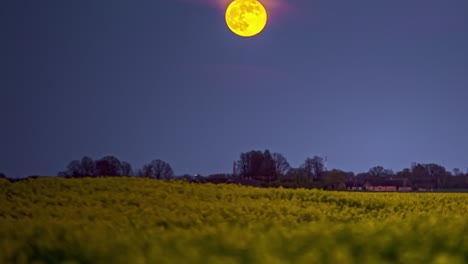 Lapso-De-Tiempo-Del-Movimiento-De-La-Luna-Amarilla-Que-Sube-Por-La-Noche-Sobre-Las-Flores-Amarillas-En-Las-Praderas-A-Través-De-Los-árboles