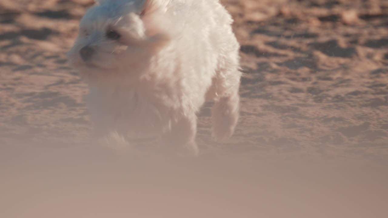 A cheerful white dog runs across the sandy beach, kicking up dust and moving toward the camera in the sunlight