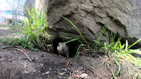 Un-Perrito-De-Las-Praderas-Sacando-La-Cabeza-De-Un-Agujero-Debajo-De-Una-Roca-En-Un-Parque-En-Un-Día-Soleado-En-Alberta,-Canadá