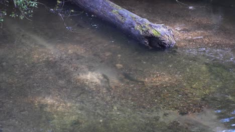 Regenbogenforellen-Auf-Laichenden-Rotbarschen-Am-Süßwasserfluss-Im-Frühling