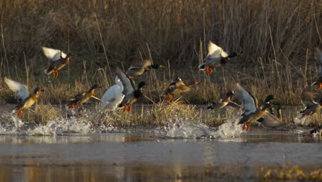 Am-Frühen-Morgen-Aufnahme-Eines-Weißen-Reihers-Mit-Enten,-Die-Davonfliegen