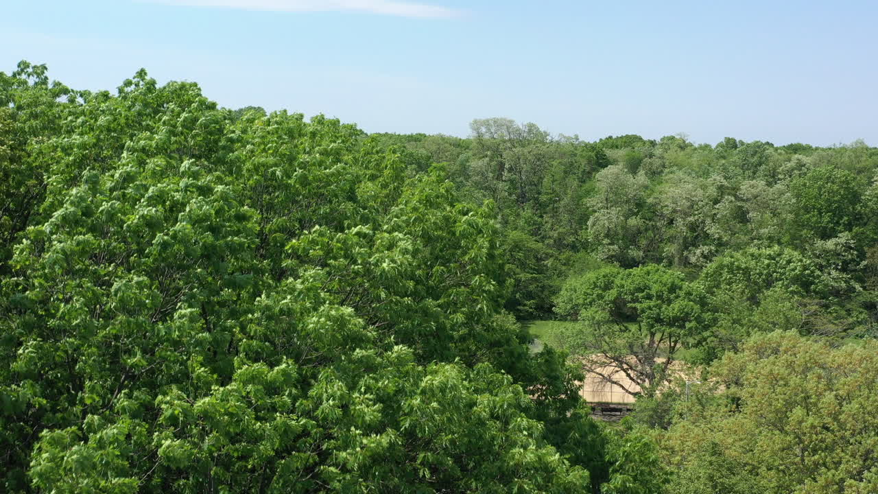 An aerial view just above green tree tops in an empty park on a sunny day
