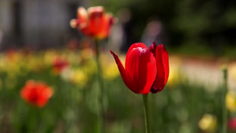 red tulips in a garden