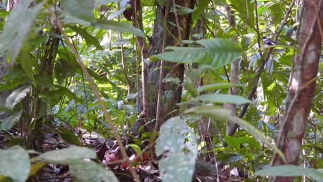 Üppige-Tropische-Waldbäume-Im-Niedrigen-Winkel-Im-Tayrona-Nationalpark,-Morgensonne,-Kolumbien