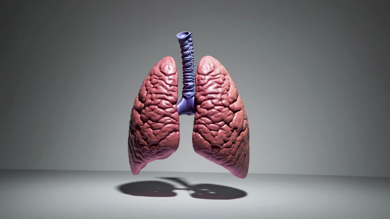 Human Lungs 3D Model