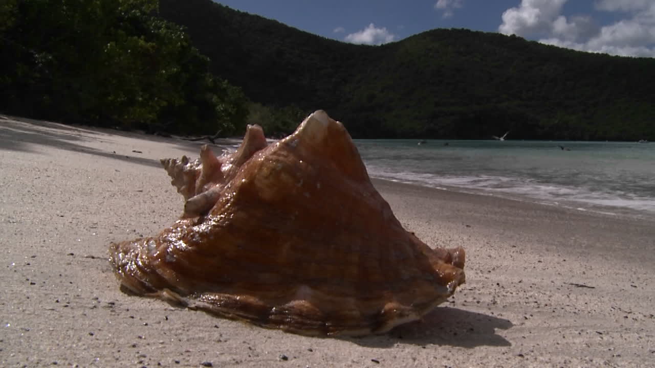 una hermosa concha se sienta en una playa tropical