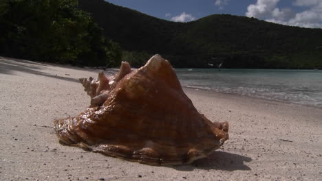 a gorgeous conch shell sits on a tropical beach