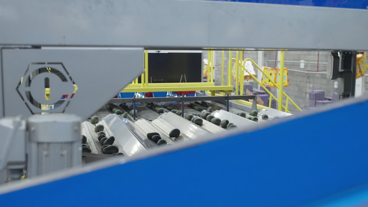 cinta transportadora de aguacate en una casa de embalaje