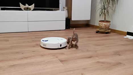 little cute puppy dog playing with a vacuum cleaner in a room