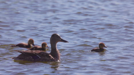 Mutter-Stockente-Mit-Einigen-Küken,-Die-Auf-Dem-See-Schwimmen---Zeitlupe