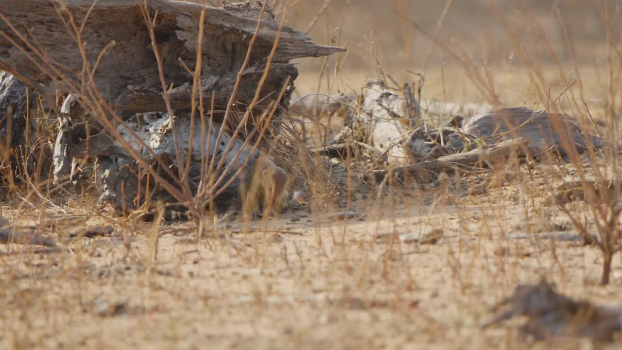 Mangusta snella che cerca cibo su terreno secco della savana, abbassando la testa per raccogliere il cibo e poi alzandola per masticare. Comportamento naturale della fauna selvatica, ripresa ravvicinata con profondità di campo ridotta
