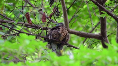 Diese-Kurzschnabelige-Braune-Taube-Mit-Ihren-Jungen-Vögeln-Ist-Ein-Endemischer-Vogel,-Der-Auf-Den-Philippinen-Und-Besonders-In-Mindanao-Vorkommt,-Wo-Er-Als-Weit-Verbreitet-Gilt