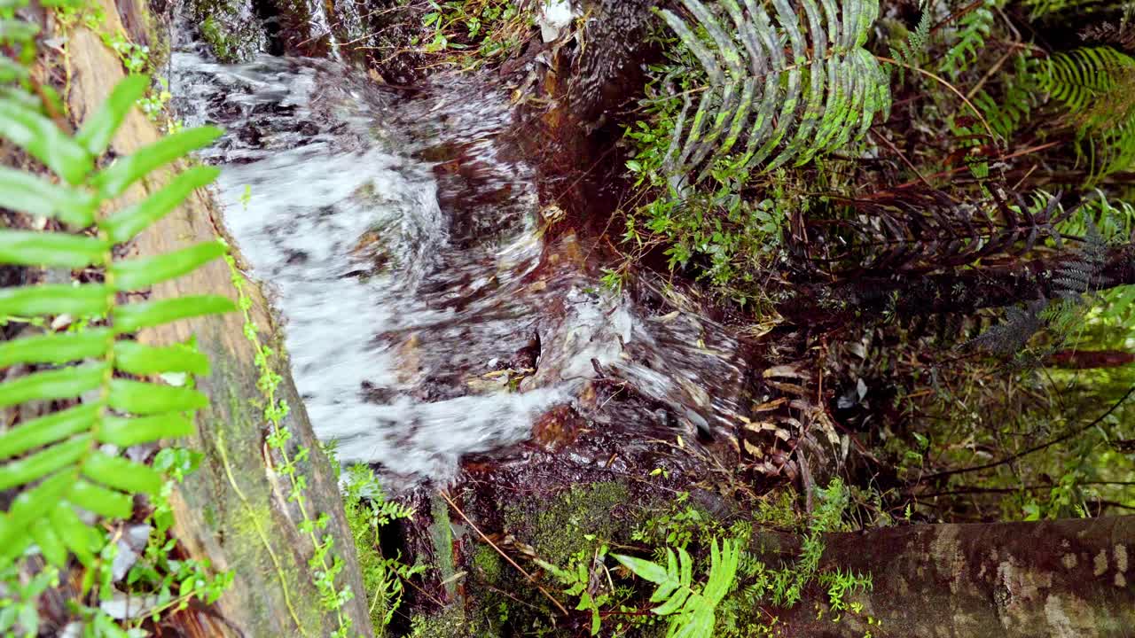 vista vertical de un río con una pequeña cascada en medio de la vegetación en el parque nacional de alerce andino, sur de chile