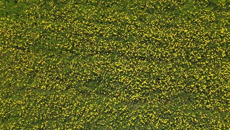 Aerial-rising-and-spinning-over-field-of-yellow-dandelions