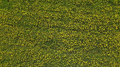 aérea que se eleva y gira sobre un campo de diente de león amarillo