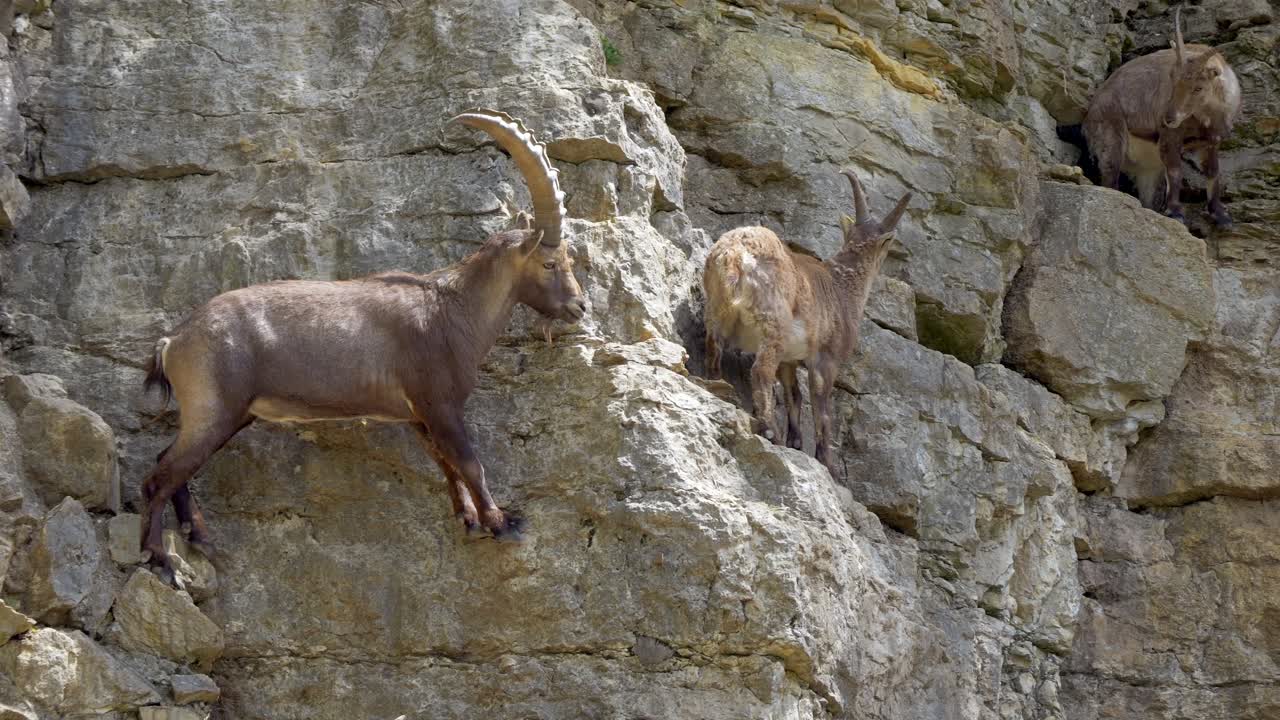 movimiento lento del macho de capra ibex escalando en un acantilado empinado a la luz del sol