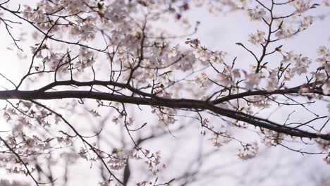 sunlight shining through blooming sakura leaves in spring in japan 4k