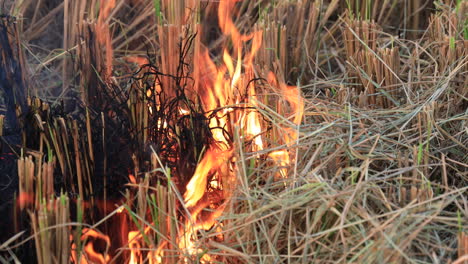 Closeup-of-Stubble-Burning-or-Crop-Burning-in-the-countryside