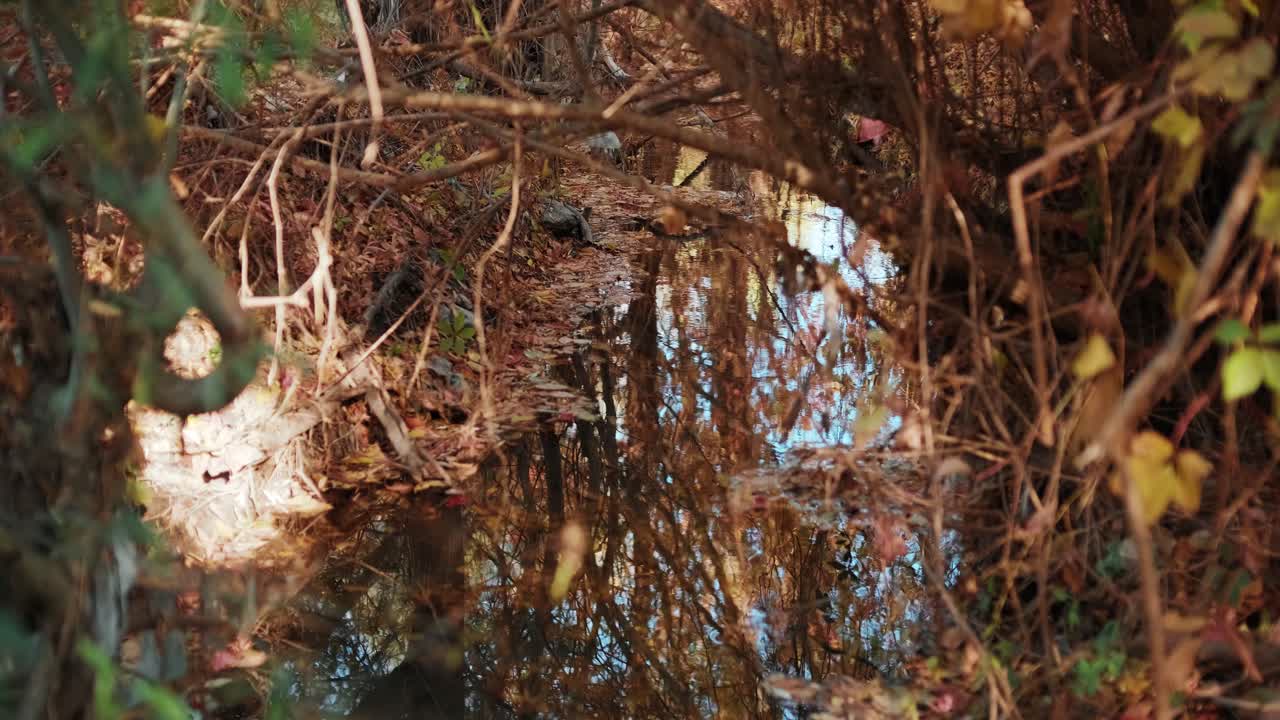 놀라운 초록 숲에서 흐르는 크리스탈처럼 은 물이 있는 산의 하천의