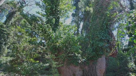 Tiro-Inclinado-Hacia-Abajo-De-Un-árbol-Grande-Y-Viejo