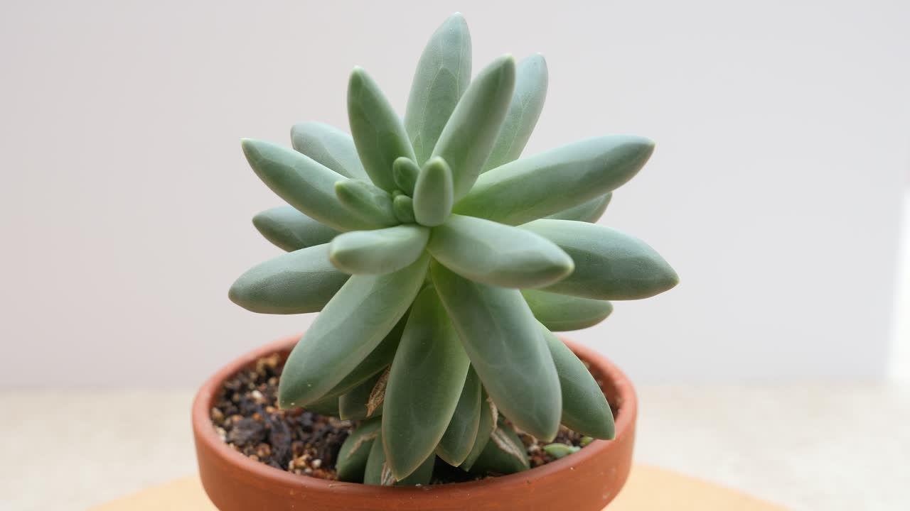 pachyphytum compactum 즙이 많은