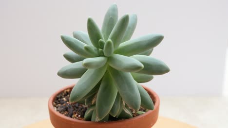 Pachyphytum-Compactum-Suculento