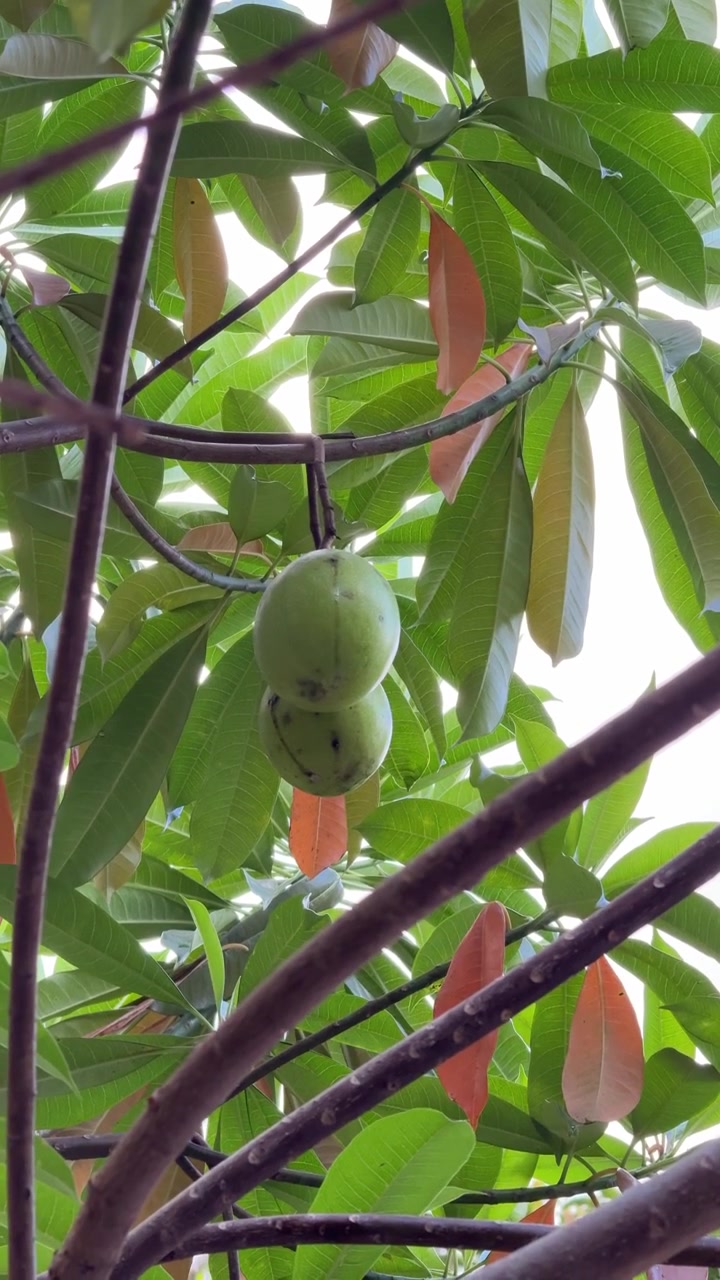 Due manghi verdi appesi a un ramo d'albero