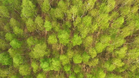 Early-autumn-in-forest-aerial-top-view