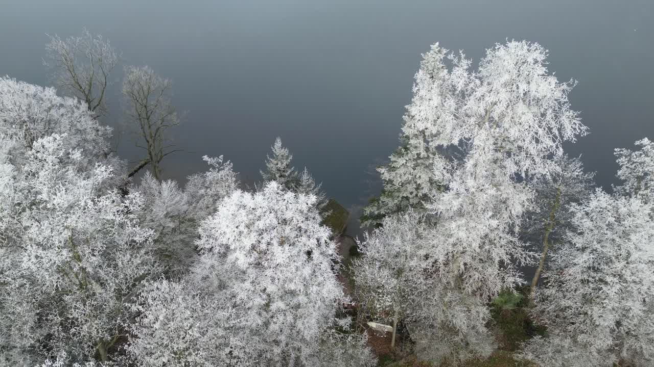 Volando sopra alberi coperti di brina e un lago blu calmo in Svizzera