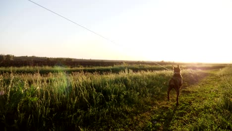 perro juguetón enano pinscher en una prisa corre