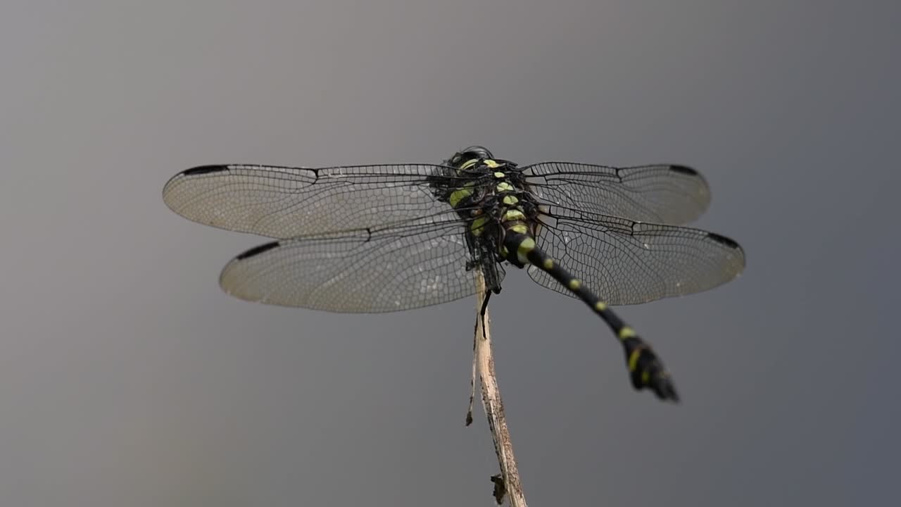 la libélula de cola de brida común se ve comúnmente en tailandia y asia