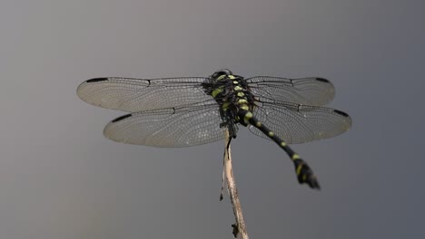 the common flangetail dragonfly is commonly seen in thailand and asia