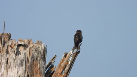 Baum-Schluckt-Vögel-Im-Baum.