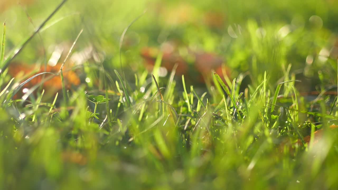 primer plano de la hierba verde vibrante