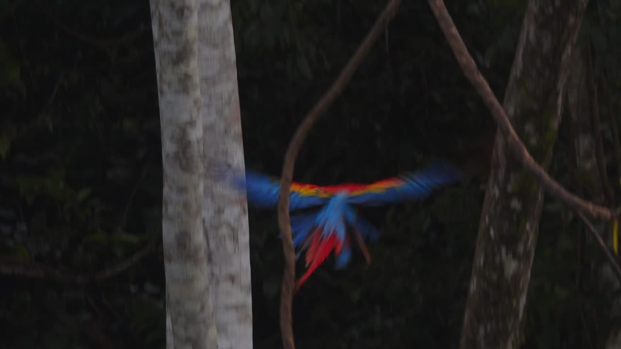 Scarlet macaw Moving its head judging distance as it takes off and flies to another Tree Branch in the Peruvian Rain forest