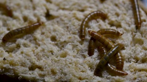 the mealworm is a species of darkling beetle used to feed pets like fish, snakes, birds, and frogs