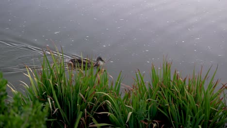 lone duck glides across a serene river bordered by lush green grass