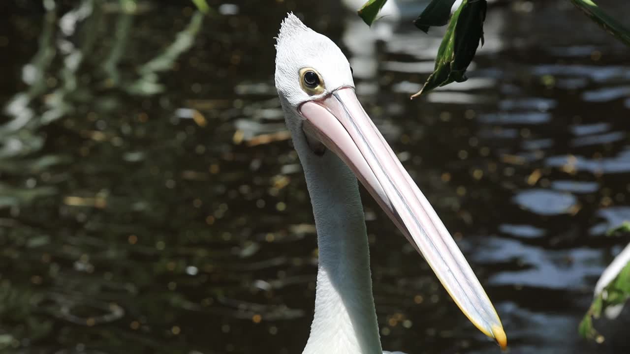 Close-Up of Australian Pelican with Long Beak in Natural Habitat