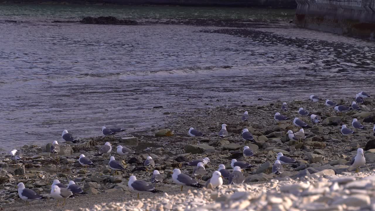 바위가 많은 해변에 앉아 있는 많은 갈매기 떼
