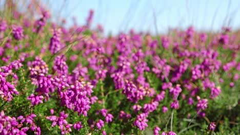 stunning field of purple heather flowers