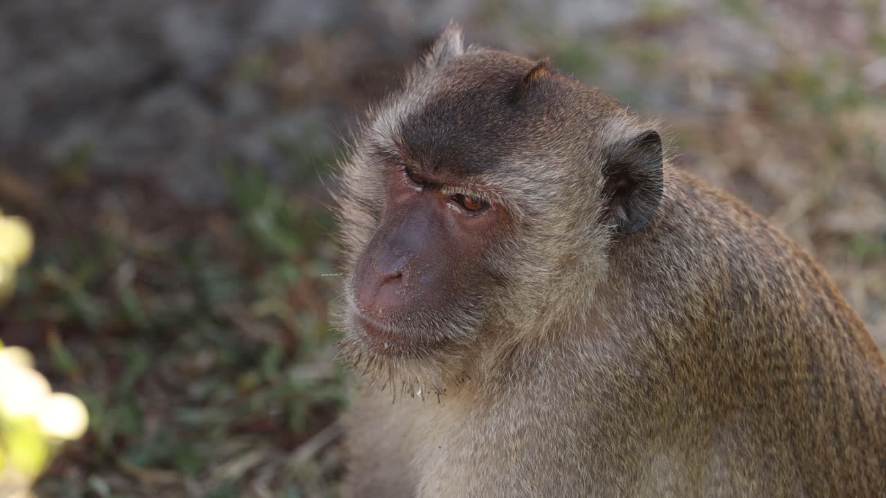 los sutiles cambios faciales de un macaco con el tiempo