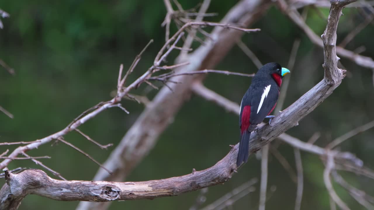 visto en el lado derecho mirando hacia el frente y luego salta para revelar su espalda, pico ancho negro y rojo, cymbirhynchus macrorhynchos, parque nacional kaeng krachan, tailandia