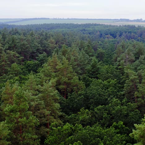 summer woodland. flying over the top trees of green forest in the morning. green landscape. aerial view. slow motion.