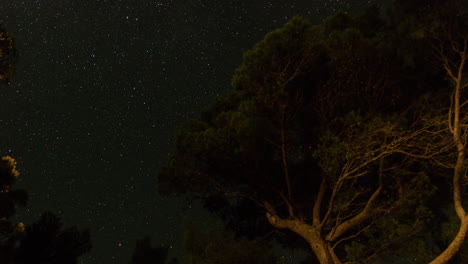 Lapso-De-Tiempo-Nocturno-Mientras-Las-Estrellas-En-El-Cielo-Se-Mueven,-Los-árboles-En-Primer-Plano