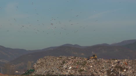 landfill with waste mountain leveled by bulldozer and gulls flying over garbage container site