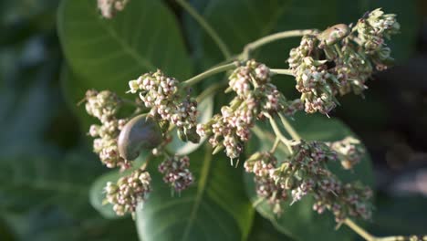 fotografía de cerca de un fruto de anacardo tropical exótico que comienza a crecer y florecer en un pequeño árbol para ser cosechado para el jugo en el estado de río grande do norte en el noreste de brasil cerca de natal en verano