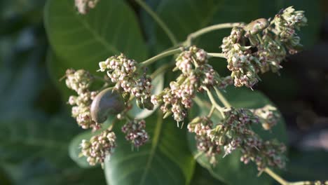 close up shot of exotic tropical cashew fruit starting to grow and bloom on a small tree to be harvested for juice in the state of rio grande do norte in northeastern brazil near natal in summer