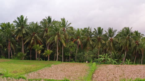 Aerial-Shot-Following-Palm-Trees-Next-to-Rice-Field-in-Ubud,-Bali